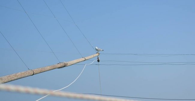 Gabbiano su un palo con cavi.