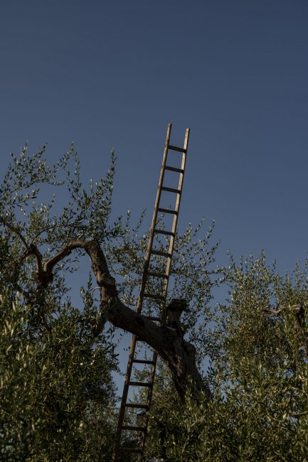 Scala appoggiata a un albero contro il cielo blu.